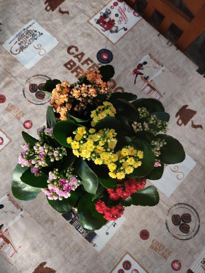 Hotel Zimao Garden House Vila Pouca de Aguiar Zewnętrze zdjęcie